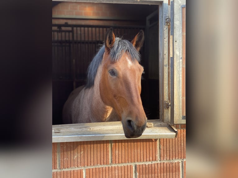 Rheinisch-Deutsches Kaltblut Mix Wallach 14 Jahre 159 cm Roan-Red in Meißner