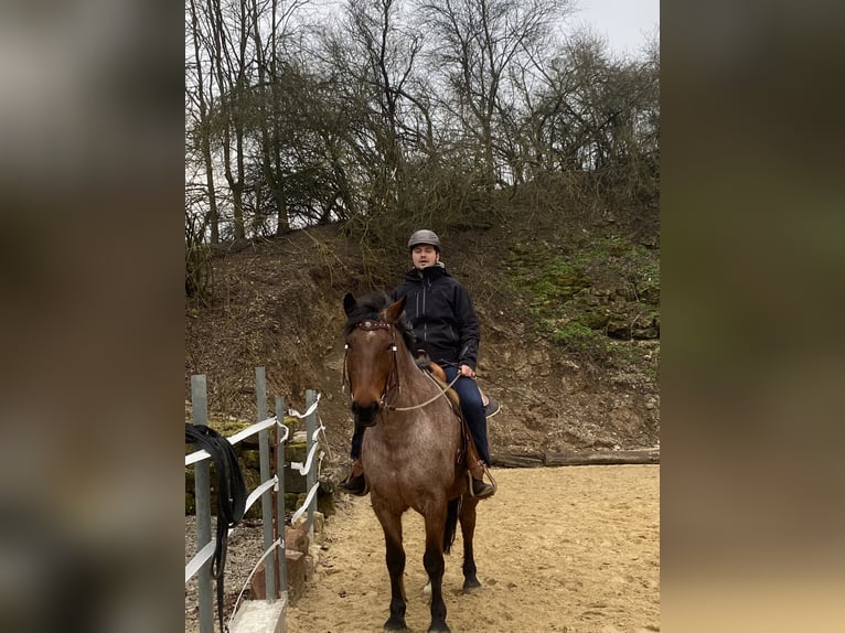 Rheinisch-Deutsches Kaltblut Mix Wallach 14 Jahre 159 cm Roan-Red in Meißner