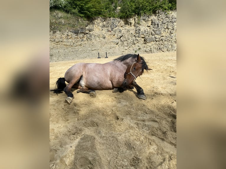 Rheinisch-Deutsches Kaltblut Mix Wallach 14 Jahre 159 cm Roan-Red in Meißner