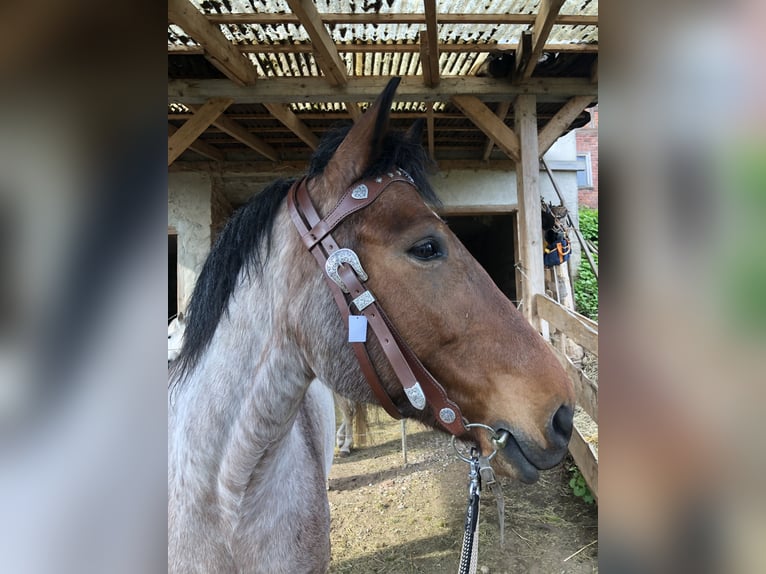 Rheinisch-Deutsches Kaltblut Mix Wallach 14 Jahre 159 cm Roan-Red in Meißner