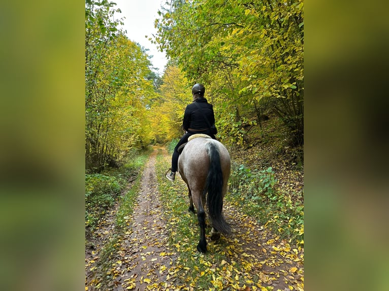 Rheinisch-Deutsches Kaltblut Mix Wallach 14 Jahre 159 cm Roan-Red in Meißner