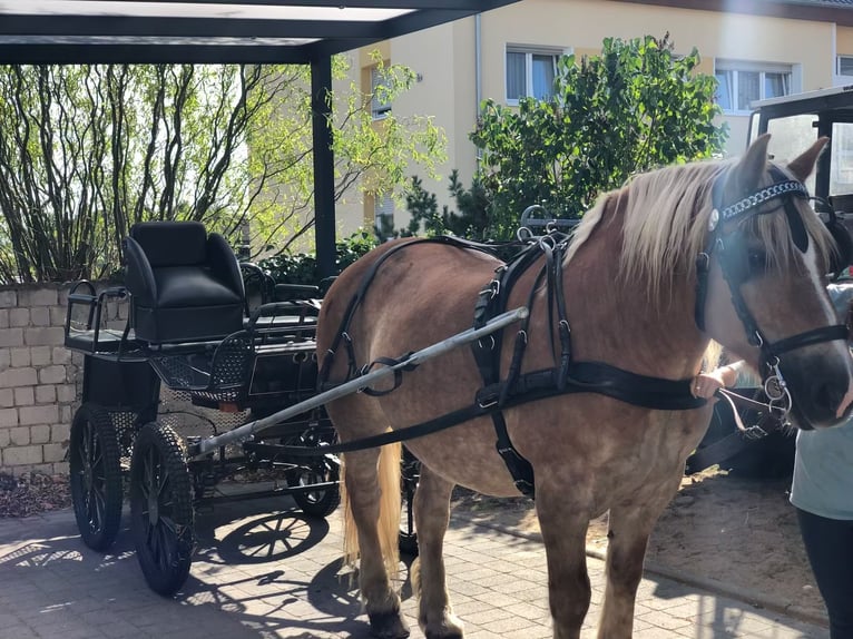 Rheinisch-Deutsches Kaltblut Wallach 18 Jahre 155 cm Fuchs in Bornheim