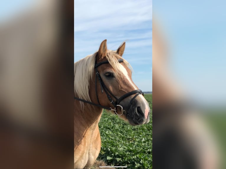 Rheinisch-Deutsches Kaltblut Wallach 18 Jahre 155 cm Fuchs in Bornheim