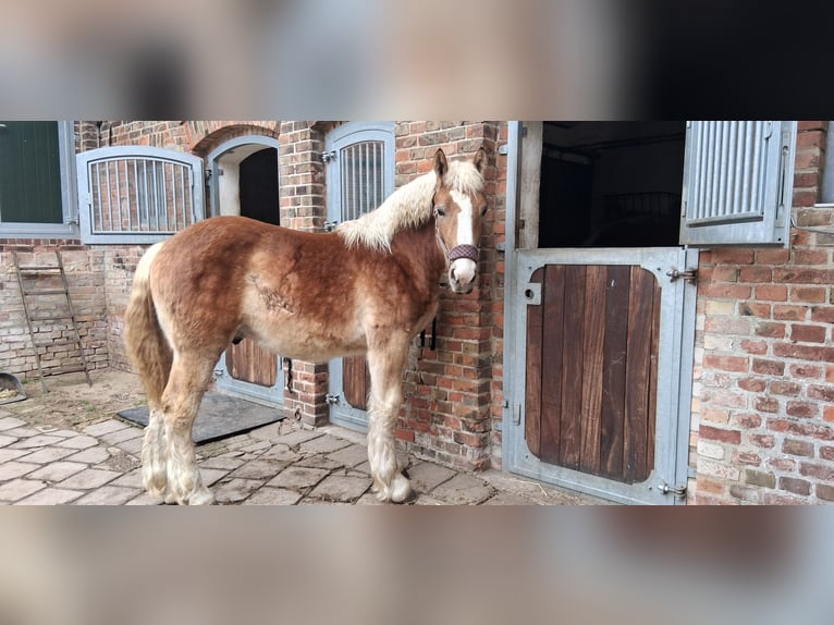 Rheinisch-Deutsches Kaltblut Wallach 1 Jahr 165 cm Fuchs in Niedergörsdorf