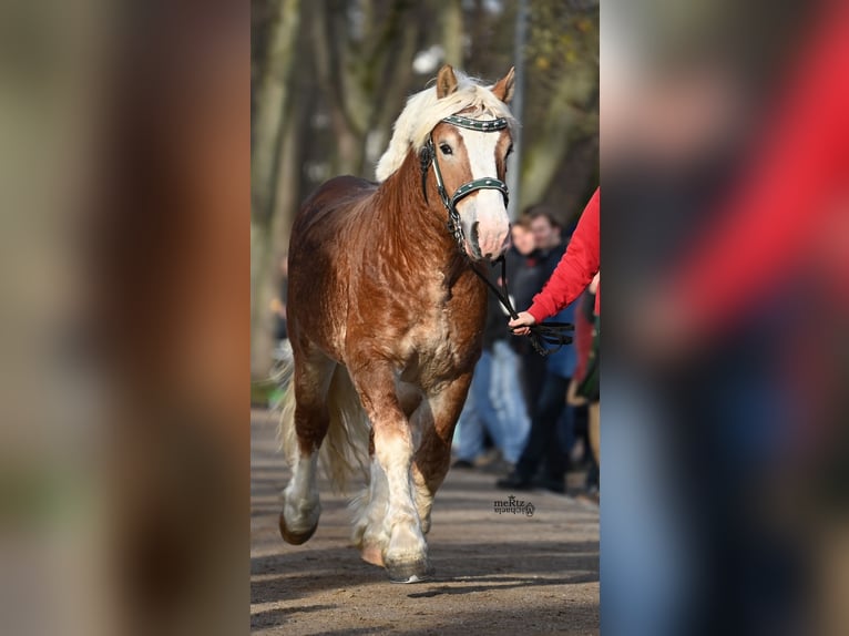 Rheinisch-Deutsches Kaltblut Wallach 3 Jahre 163 cm Fuchs in Ruppichteroth
