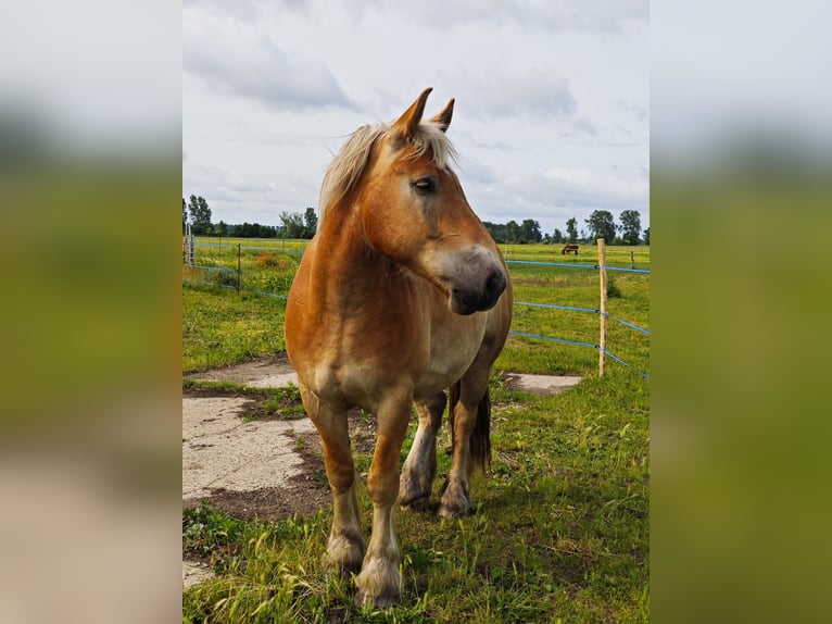 Rheinisch-Deutsches Kaltblut Wallach 5 Jahre 165 cm Fuchs in Ribbeckshorst