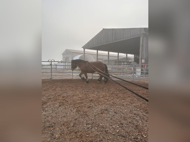 Rheinisch-Deutsches Kaltblut Wallach 5 Jahre 166 cm Brauner in EderslebenWallhausen