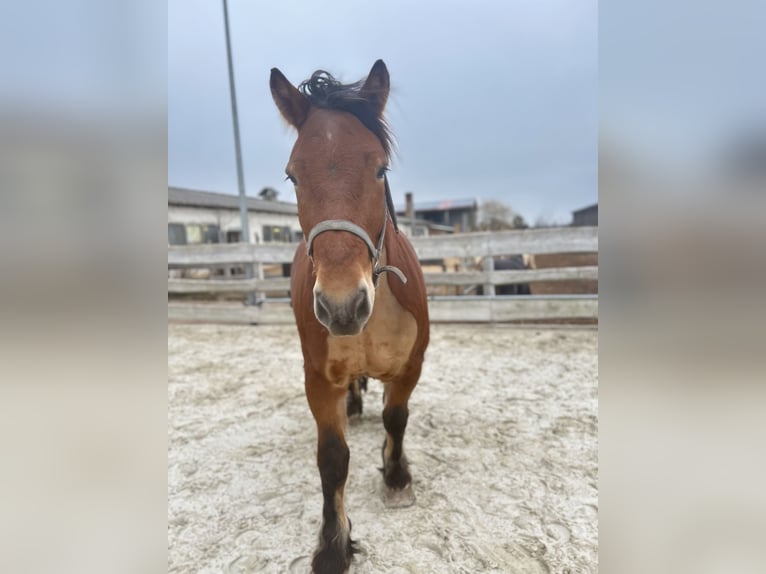 Rheinisch-Deutsches Kaltblut Wallach 5 Jahre 166 cm Brauner in EderslebenWallhausen