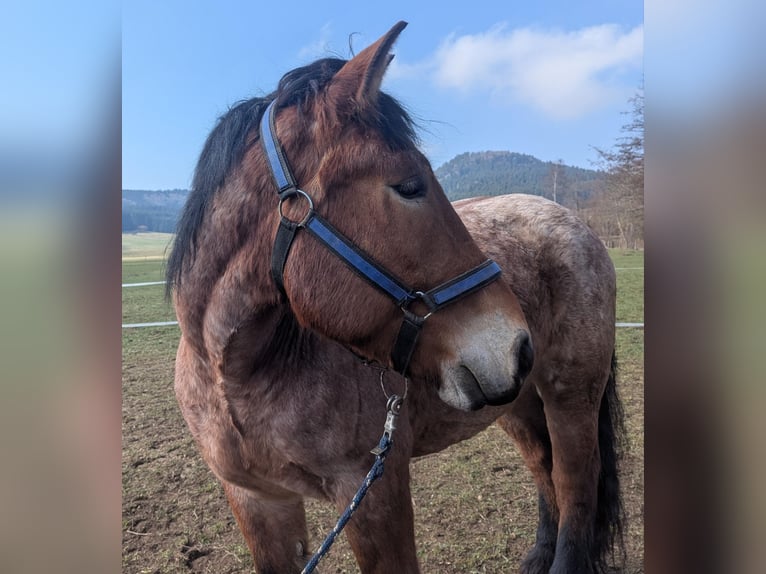 Rheinisch-Deutsches Kaltblut Wallach 5 Jahre 170 cm Braunfalbschimmel in Deilingen