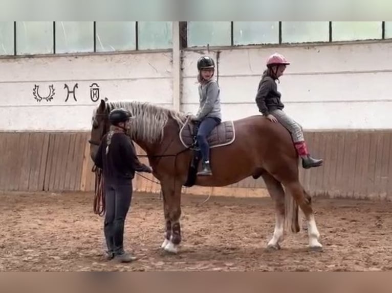 Rheinisch-Deutsches Kaltblut Wallach 6 Jahre 169 cm Dunkelfuchs in Braunschweig