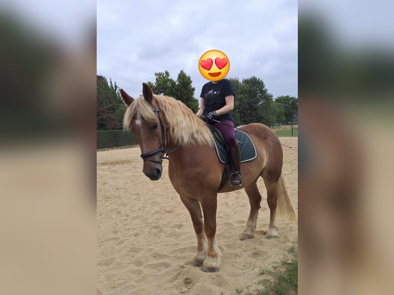 Rheinisch-Deutsches Kaltblut Wallach 6 Jahre 178 cm Fuchs in Heinsberg