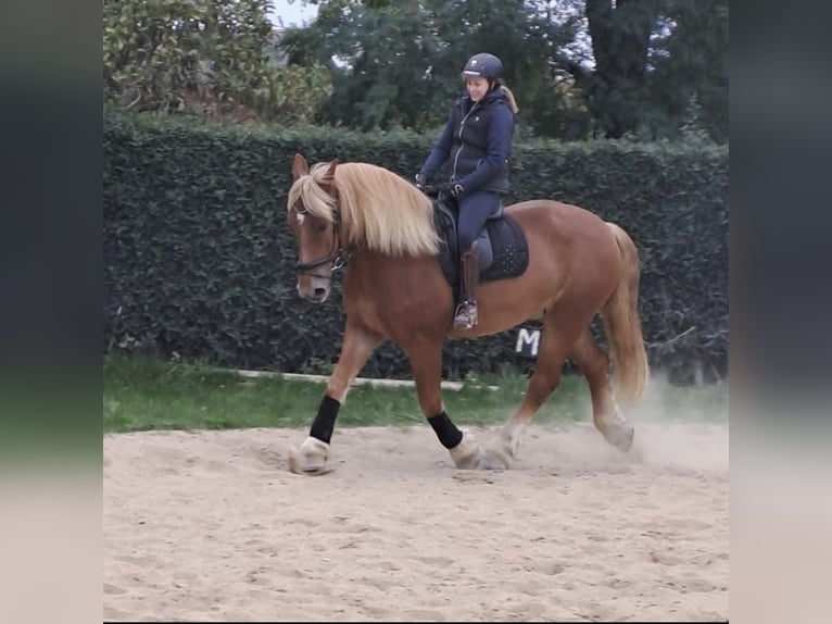 Rheinisch-Deutsches Kaltblut Wallach 6 Jahre 178 cm Fuchs in Heinsberg