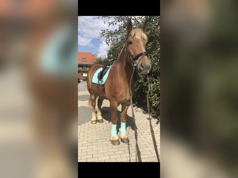 Rheinisch-Deutsches Kaltblut Wallach 6 Jahre 178 cm Fuchs in Heinsberg