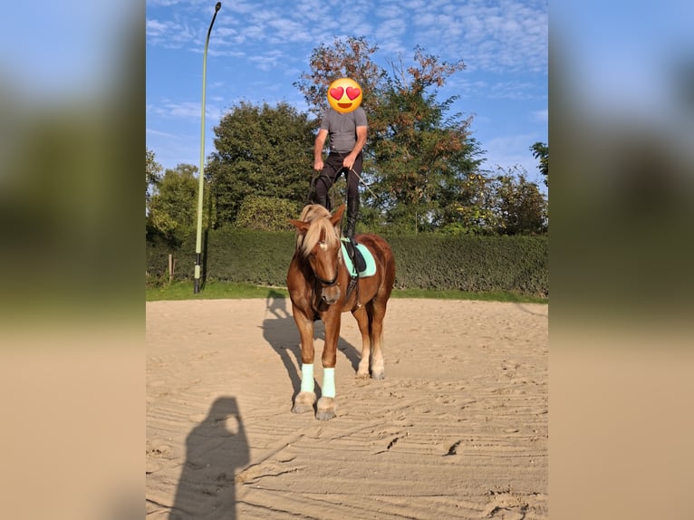 Rheinisch-Deutsches Kaltblut Wallach 6 Jahre 178 cm Fuchs in Heinsberg