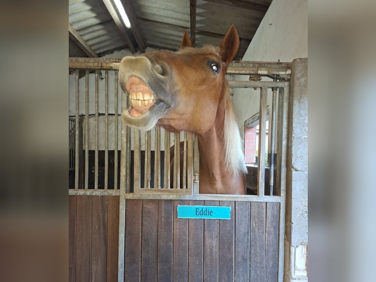 Rheinisch-Deutsches Kaltblut Wallach 6 Jahre 178 cm Fuchs in Heinsberg