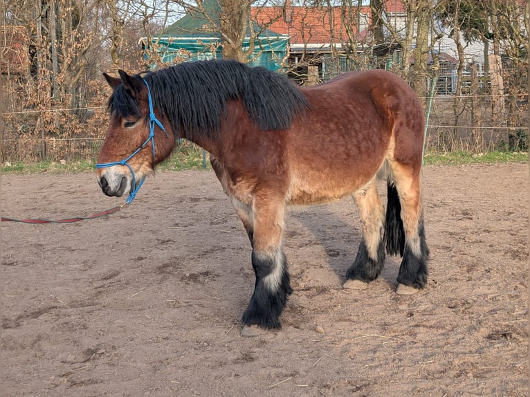 Rheinisch-Deutsches Kaltblut Wallach 7 Jahre 160 cm Brauner in Uetze