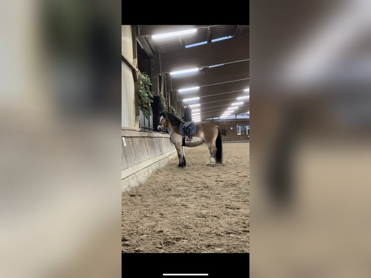 Rheinisch-Deutsches Kaltblut Wallach 7 Jahre 162 cm Brauner in Schenkenhorst
