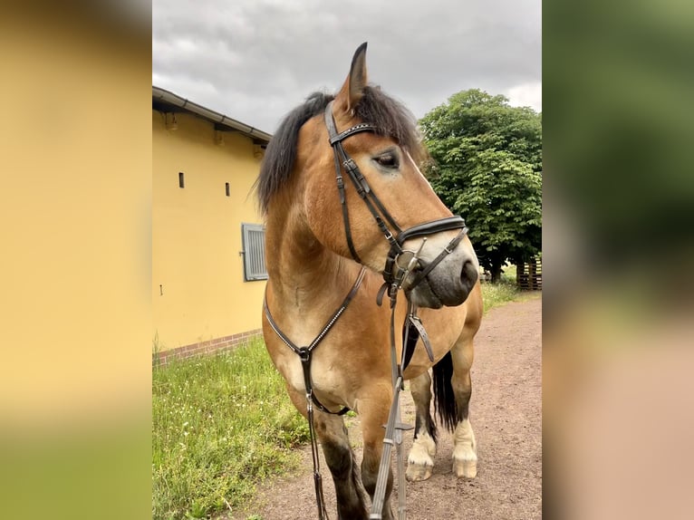 Rheinisch-Deutsches Kaltblut Wallach 7 Jahre 162 cm Brauner in Schenkenhorst