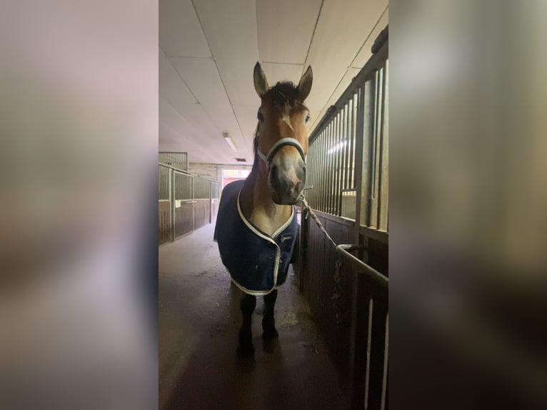 Rheinisch-Deutsches Kaltblut Wallach 7 Jahre 162 cm Brauner in Schenkenhorst