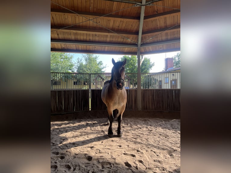 Rheinisch-Deutsches Kaltblut Wallach 7 Jahre 162 cm Brauner in Schenkenhorst