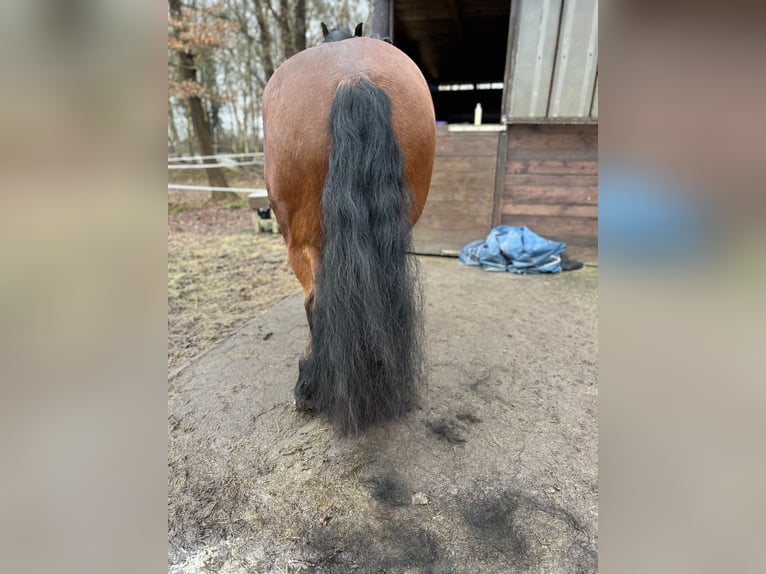 Rheinisch-Deutsches Kaltblut Mix Wallach 7 Jahre 170 cm Brauner in Rhauderfehn