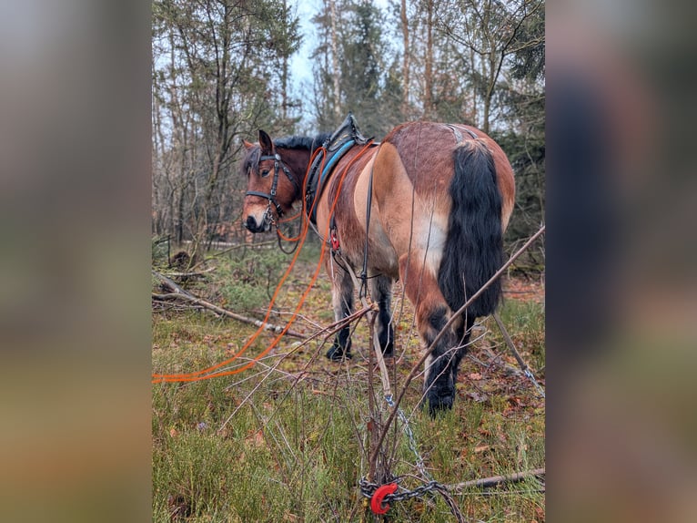 Rheinisch-Deutsches Kaltblut Wallach 8 Jahre 162 cm Brauner in Jesteburg