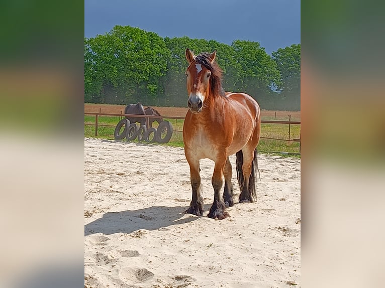 Rheinisch-Deutsches Kaltblut Wallach 8 Jahre 165 cm Fuchs in Hoogstede