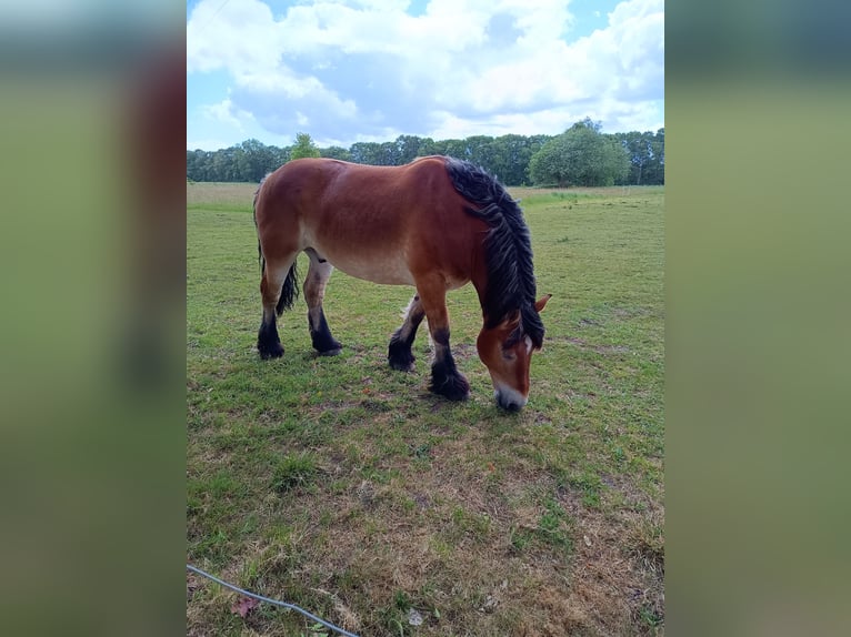 Rheinisch-Deutsches Kaltblut Wallach 8 Jahre 165 cm Fuchs in Hoogstede