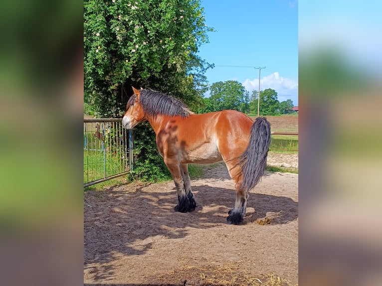 Rheinisch-Deutsches Kaltblut Wallach 8 Jahre 165 cm Fuchs in Hoogstede