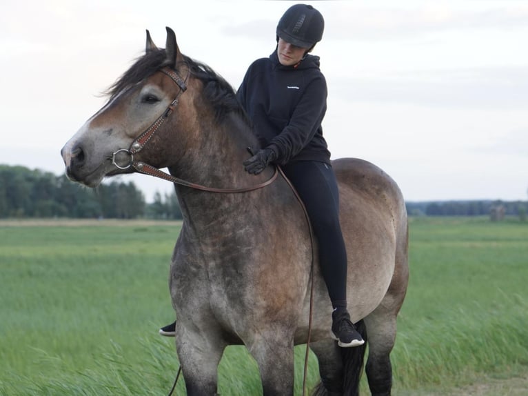 Rheinisch-Deutsches Kaltblut Wallach 8 Jahre 172 cm  in Lütow