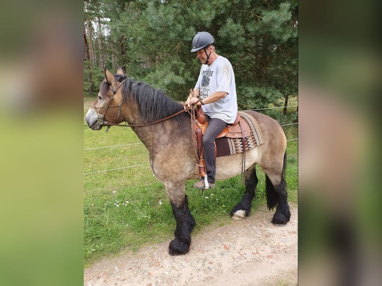 Rheinisch-Deutsches Kaltblut Wallach 8 Jahre 172 cm  in Lütow