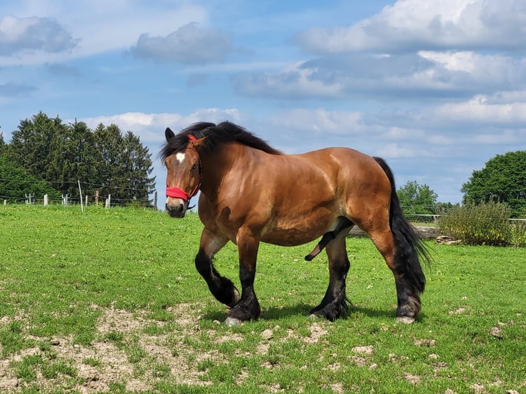 Rheinisch-Deutsches Kaltblut Wallach 9 Jahre 165 cm Brauner in Kürten