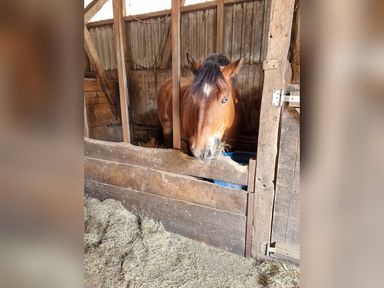 Rheinisch-Deutsches Kaltblut Wallach 9 Jahre 165 cm Brauner in Kürten