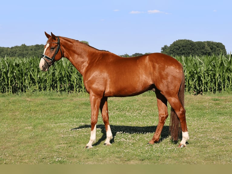 Rheinländer Castrone 10 Anni 169 cm Sauro in Uelsen