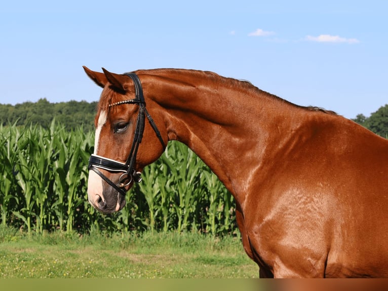 Rheinländer Castrone 10 Anni 169 cm Sauro in Uelsen