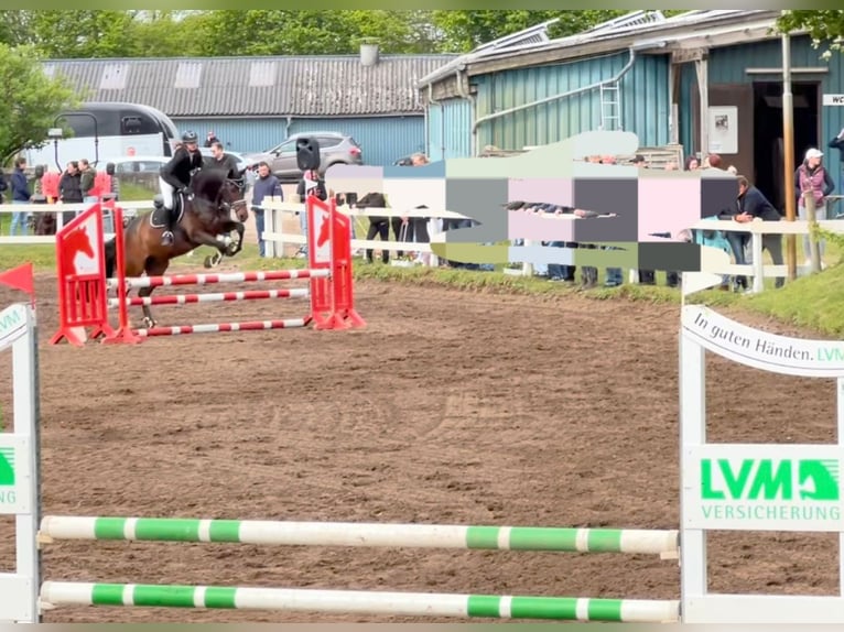 Rheinländer Castrone 10 Anni 171 cm Baio in Jörl