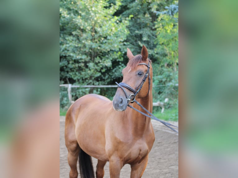 Rheinländer Castrone 10 Anni 172 cm Sauro in Hartenstein