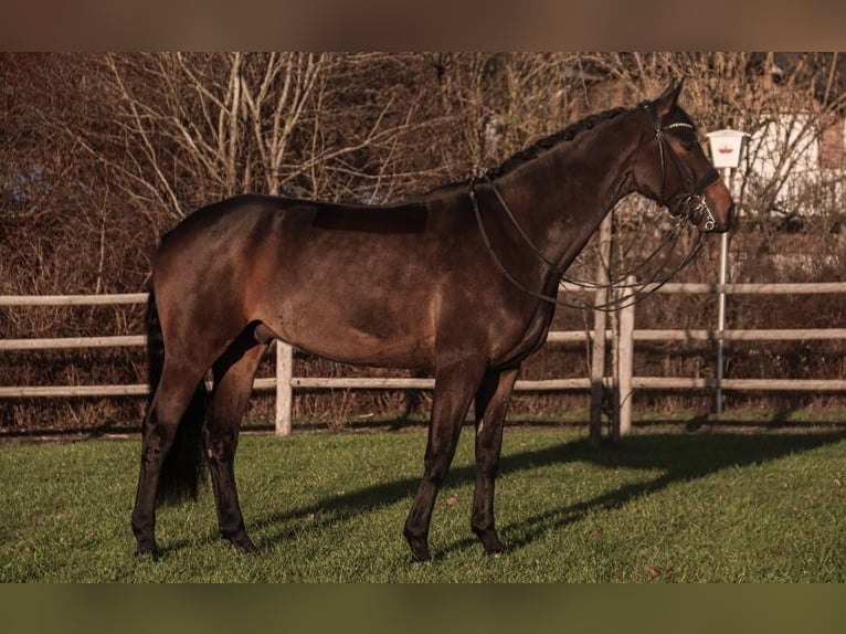 Rheinländer Castrone 10 Anni 174 cm Baio scuro in Aarbergen