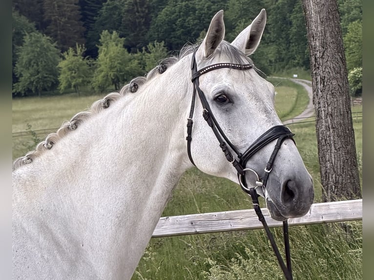 Rheinländer Castrone 10 Anni 174 cm Grigio in Bad Dürrheim