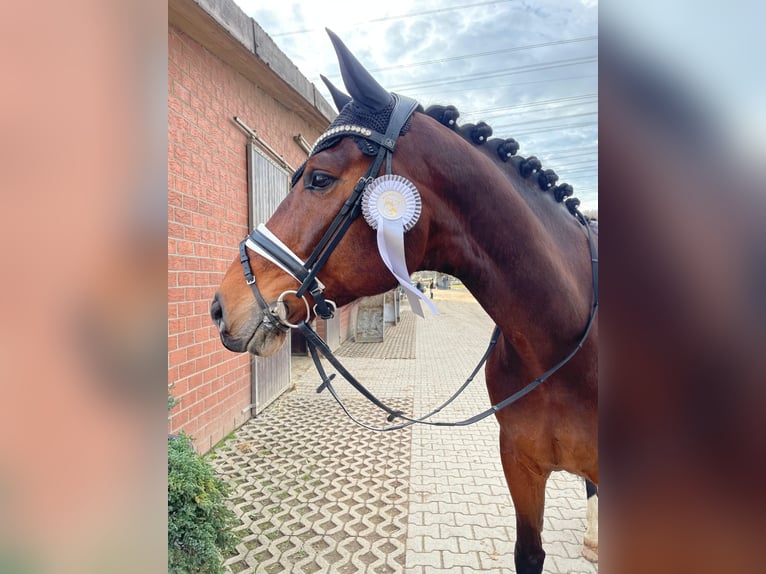 Rheinländer Castrone 10 Anni 175 cm Baio in LeverkusenLeverkusen