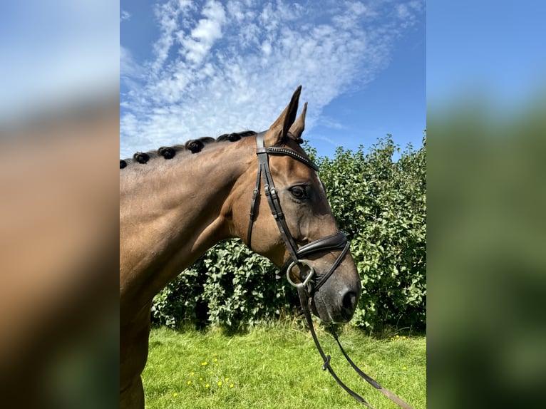 Rheinländer Castrone 10 Anni 176 cm Sauro scuro in Morud