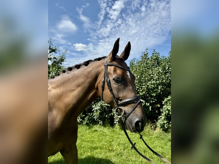 Rheinländer Castrone 10 Anni 176 cm Sauro scuro in Morud