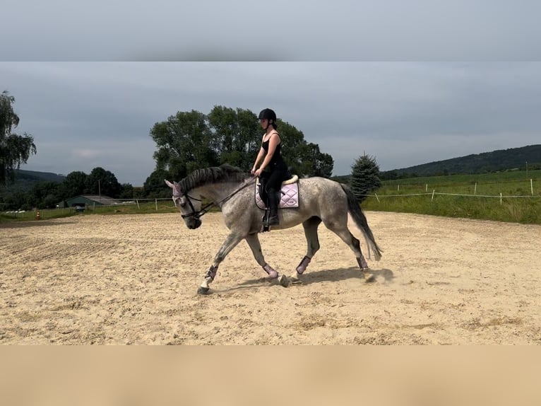 Rheinländer Castrone 10 Anni 178 cm Grigio in Großalmerode
