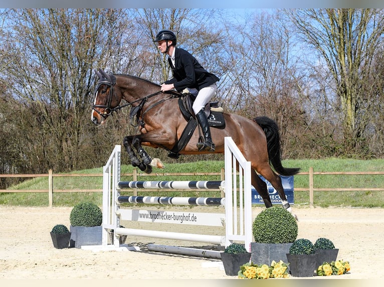 Rheinländer Castrone 11 Anni 168 cm Baio in Riedstadt