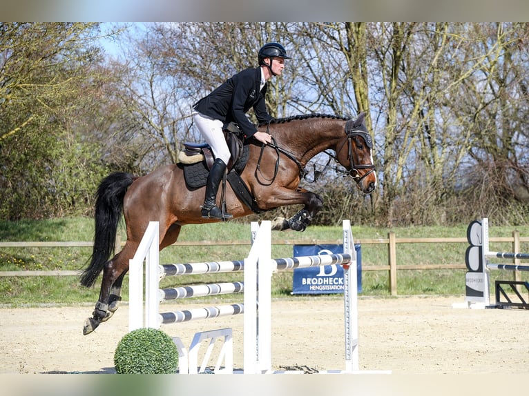 Rheinländer Castrone 11 Anni 168 cm Baio in Riedstadt