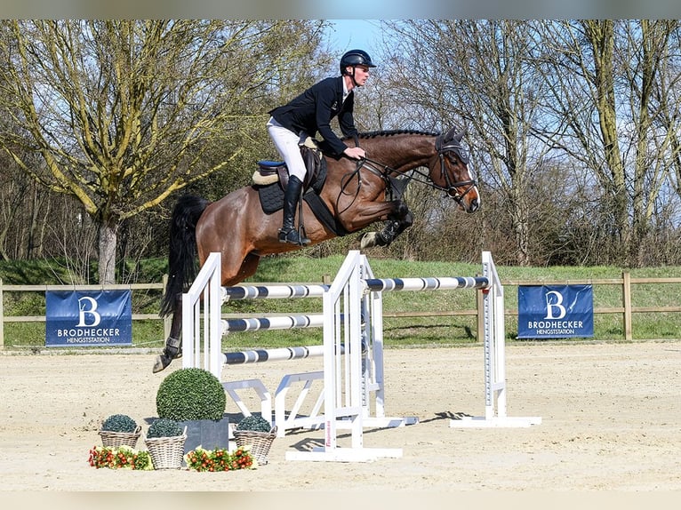 Rheinländer Castrone 11 Anni 168 cm Baio in Riedstadt