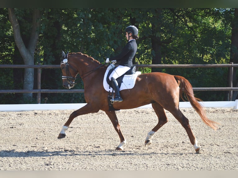 Rheinländer Castrone 11 Anni 171 cm Sauro in Sölden