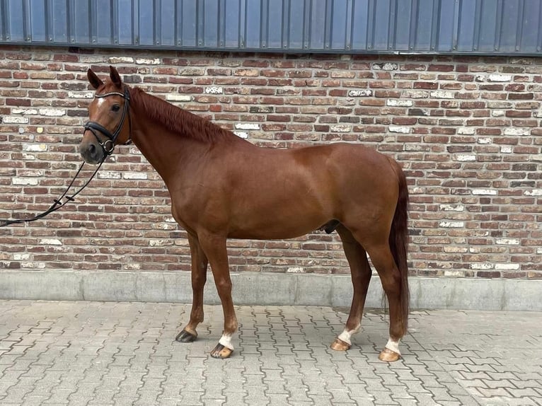 Rheinländer Castrone 11 Anni 172 cm Sauro in Grevenbroich