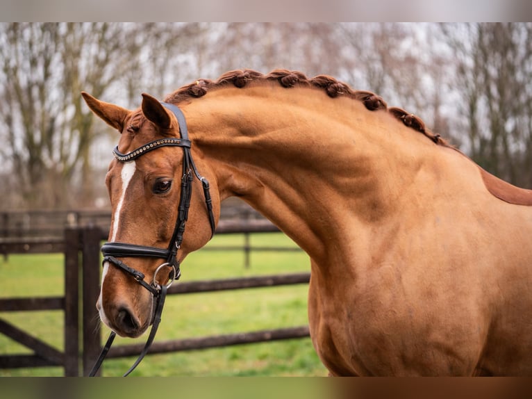 Rheinländer Castrone 11 Anni 172 cm Sauro in Würselen
