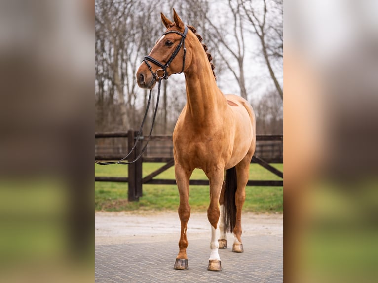 Rheinländer Castrone 11 Anni 172 cm Sauro in Würselen